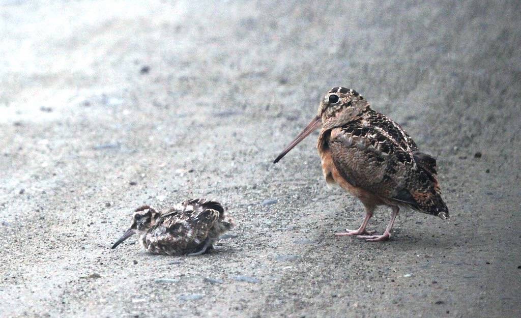2016-06-03 American Woodcock 5823 by magnunc is licensed under CC BY-NC 2.0.
